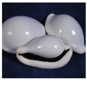 Tamaño 5-7cm Huevo blanco natural Cauri Shell Ovula Ovum para la fabricación de joyas y decoración del hogar - Product Image 4
