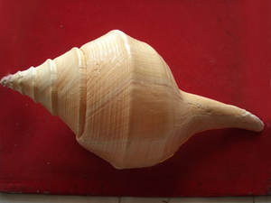 SYRINX ARUANUS SEASHELL BIJOUX Poli Big Shell avec motif jaune Tailles 40-45 cm - Product Image 4