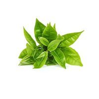 Pilules à croquer séchées à l'air chaud à base d'extrait d'herbes sauvages RhizaKof de marque KMP, très vendues en Thaïlande, à base de réglisse thaïlandaise, de clochettes chinoises et de thé chinois