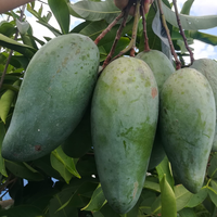 Vietnam Hoogwaardige Verse Mango - Tropisch Fruit voor Export met Groothandelsprijs