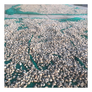 Décor de coquillage naturel 100%, coquillage de coquillage fabriqué à la main pour les vibrations côtières, cadeau écologique pour les intérieurs durables - Product Image 4