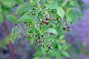 PureEdge Organic Herbal Tooth Stick Blanqueamiento natural Fuerza de las encías Higiene dental ecológica Limpieza bucal fresca Miswak - Product Image 4