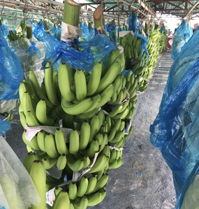 Banane Cavendish fraîche du Vietnam, issue de fruits mûrs, pour la restauration, la préparation, les canaux de vente au détail et l'approvisionnement en importation - Product Image 5