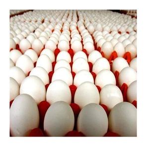 Proveedor mayorista de huevos de gallina de mesa frescos de cáscara blanca/marrón cantidad a granel lista para exportación - Product Image 6