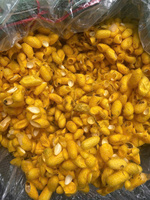 Cocon de double dupion jaune doré |   Meilleur matériau pour la production de tissus en soie |   Fabrication artisanale