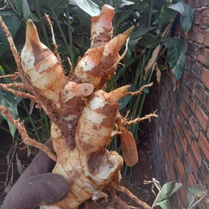 ข่าแช่แข็งสดเพื่อการส่งออกคุณภาพสูงราคาที่ไม่มีใครเทียบได้ทำในเวียดนาม - Product Image 3