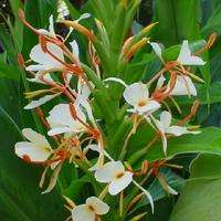 Huile essentielle de lys au gingembre 100% pure Huile essentielle de lys au gingembre en vrac Huile essentielle de lys au gingembre naturel et pur - Product Image 2