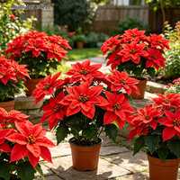 19pcs Bunga Poinsettia Buatan Realistis dari Sutra, Rangkaian Bunga yang Dapat Digunakan Kembali untuk Dekorasi Liburan Natal, Pernikahan, dan Rumah