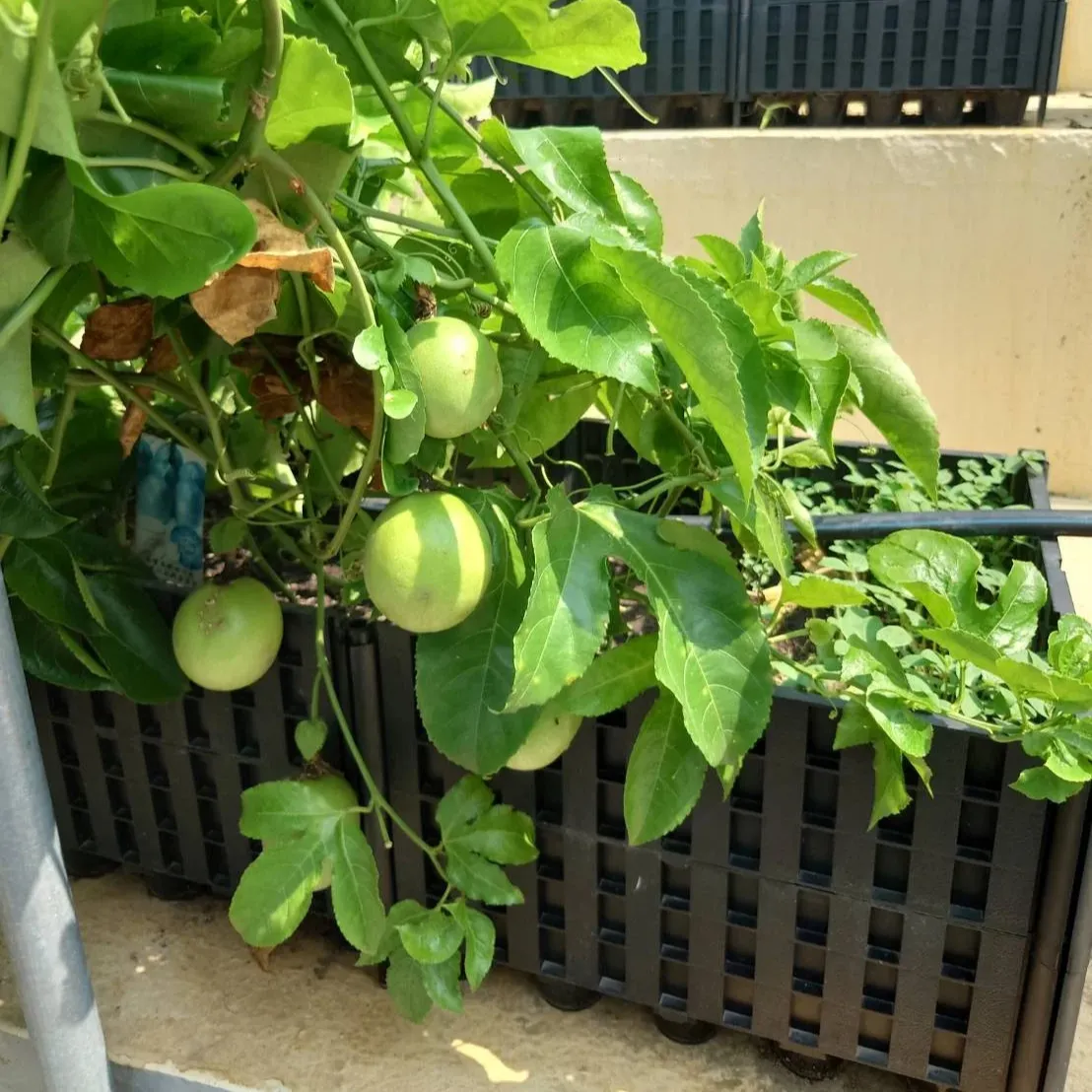 Vegetable Planter Box For Balconies