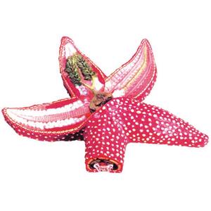 ปลาดาวจำลองกายวิภาคปลาสำหรับนักเรียนอุปกรณ์การศึกษา - Product Image 2