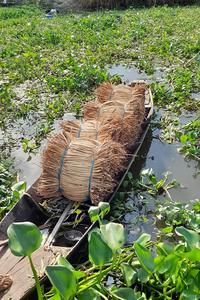 Materia prima natural de precio barato de Vietnam-Jacinto de agua seca para hacer artesanías-Grandes cantidades para exportación - Product Image 2