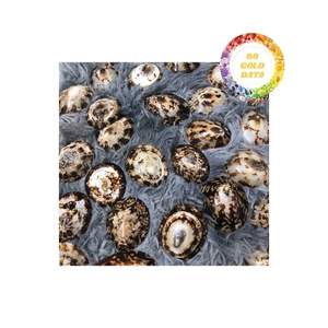Venta al por mayor de conchas de Lapa, oferta a granel para accesorios artesanales y decoración del hogar con calidad superior y precio asequible - Product Image 4