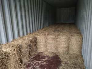 MS Amelia Huynh เมล็ดข้าวสาลีแห้งอาหารเลี้ยงปลาวัวสำหรับตลาดส่งออกดอกบัวสีน้ำเงิน - Product Image 3