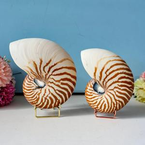Cámara Nautilu Colección de conchas marinas grandes Conus Seashell Ocean Vortex Concha Marina gigante Concha Caracol marino - Product Image 3