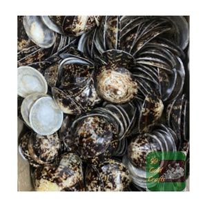 เปลือกหอยรูปวงรีที่ทำด้วยมือจากเวียดนามขัดเงาสำหรับเครื่องประดับศิลปะเรซินและการประยุกต์ใช้กับการเลี้ยงลูกด้วยนมแม่ - Product Image 2