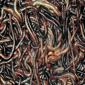 Stock pesce pesce gatto pasto mangime per animali farina secca verme verme secco vermi della farina essiccati