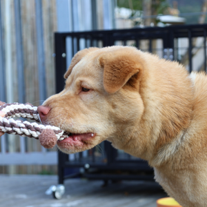 Daisy and Jasper Eco-Friendly Cotton Rope Toys Cartoon Style Squeaky <b>Plush</b> Toys for <b>Cats</b> - Product Image 3