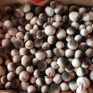 Champignons de paille surgelés IQF de qualité supérieure, purs et naturels - Product Image 1