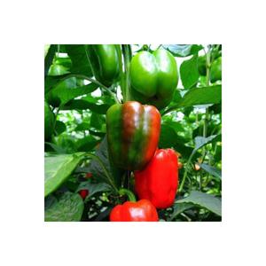 100 pezzi semi rari California seme pepe pepe in vaso regalo - Product Image 1