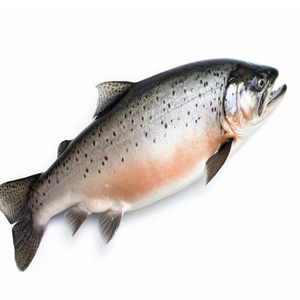 Salmón del Atlántico fresco y congelado Salmón entero y cabeza de salmón a la venta - Product Image 3