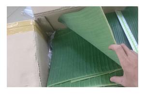 Hojas de plátano Hoja de plátano fresca de gran calidad 100% Natural de alta calidad para envolver alimentos Respetuoso con el medio ambiente - Product Image 2