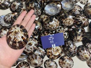 MEILLEUR PRIX ALLAITEMENT BÉBÉ COQUILLES POLI OVALE LIMPET COQUILLE DE MER ARTISANAT POUR SOUTIEN-GORGE BLEU LOTUS VIETNAM AMELIA + 84855014447 - Product Image 3
