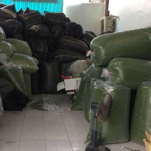 Cebollas verdes limpias y seguras Llevando el sabor del hogar a cada hogar Vacaciones - Product Image 5