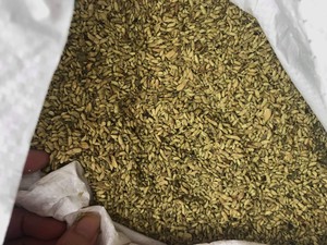 Bulk Dried Sophora Japonica Buds for <b>Tea</b> Vietnam Supplier Competitive Price ANGLE - Product Image 4