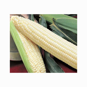 เมล็ดข้าวโพดแห้งสีขาว - Product Image 2