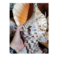 Trompette Triton Shell collectée au Vietnam pour des articles cadeaux et de l'art nautique par 99 Gold Data Trumpet Triton Shell Exportateur