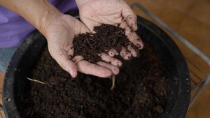 Vermicompost Biologique - Engrais Naturel - Nutrition des Plantes - Agriculture Durable - Product Image 4