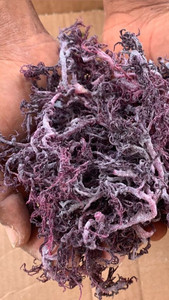 Seamoss exportador Kappaphycus alvarezii (cottonii) y Eucheuma denticulatum (spinosum) de Vietnam - Product Image 3