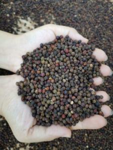 Herbe de poivre noir séché de qualité supérieure 500-570g/l ASTA goût chaud prix le plus compétitif-Contactez Felicia au + 84398885178 - Product Image 2