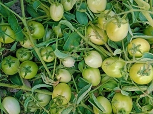 Semillas de Tomate Híbrido Moon Star RIDA F1 - Product Image 2