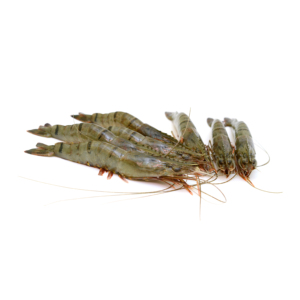 Crevettes tigrées noires de qualité supérieure, vente en gros au prix d'usine - Product Image 6