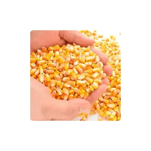 Ricas em vitaminas de alta qualidade sacos naturais puros, doce orgânico seco do bebê milho amarelo maize grão