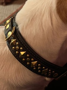 Private Label 1.25 Inches Diamond <b>Jack</b> Leather Dog Collar Black/Brown With Soft <b>Padded</b> Lining Brass Hardware - Product Image 3
