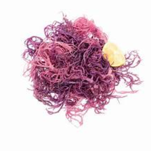 Sea Moss-Suplemento alimenticio nutritivo para la vida moderna. - Product Image 6