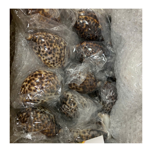 Material artesanal de concha Cowrie suministrado por el fabricante de Vietnam 99 DATOS DE ORO para proyectos de arte con concha Cowrie - Product Image 3