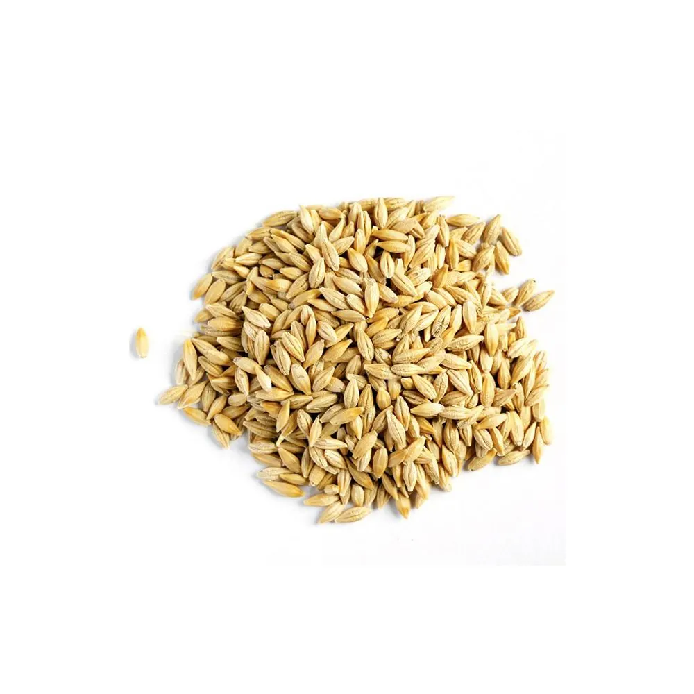 Số lượng lớn mạch nha lúa mạch, lúa mạch hạt đã sẵn sàng cho xuất khẩu