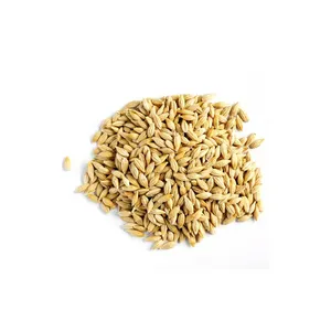 Số lượng lớn mạch nha lúa mạch, lúa mạch hạt đã sẵn sàng cho xuất khẩu