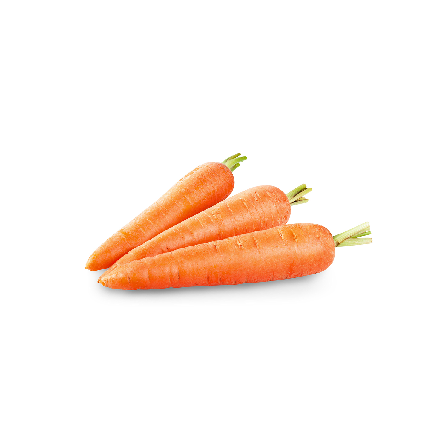 New Carrot Crop Premium Quality Class a Carrots Fresh Carrots