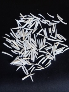 Dentalium natural con conchas de arado ligero, adecuado para diseñadores de joyería nativa y aborigen, adecuado para reventa - Product Image 5