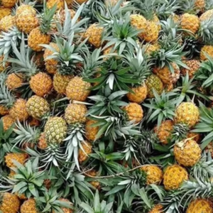 Ananas vietnamien naturellement doux séché sans produits chimiques ni conservateurs choix de collation saine - Product Image 1
