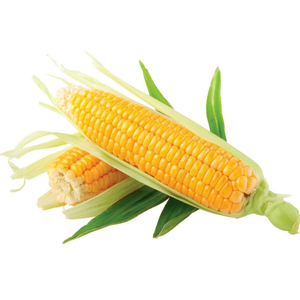 Maíz Amarillo No Transgénico de Gran Escala, Grano Premium para Producción de Cereales y Necesidades de Alimentación Animal Multiespecíficas - Product Image 5