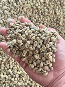 NOUVEAU CROP 2025 Vietnam Robusta Coffee Bean S18 Cleaned TOP SALE QUALITY (Kath Hanfimex 0084327324400) - Product Image 4