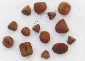 Cálculos biliares bovinos de alta calidad del fabricante superior, cálculos biliares de buey de vaca en forma muy buscada por compradores a granel - Product Image 4