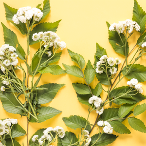 Tónico Facial en Gel de Flor de Saúco Desarrollado en Corea con Ácido Hialurónico, Sin Parabenos ni Aceites, Hidratante, Producto ODM/OMB - Product Image 4