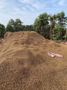 Matière première polyvalente de cosse de café naturelle pour l'agriculture et l'industrie | Biocarburant écologique efficace - Product Image 3