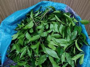 Hojas Secas de Clausea Indica de Primera Calidad, Producto Botánico Limpio para la Salud Inmunológica, Desintoxicación y Uso en Té de Hierbas - Product Image 3